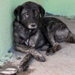 Tierheimsponsoring unterstützt Tierheime nachhaltig