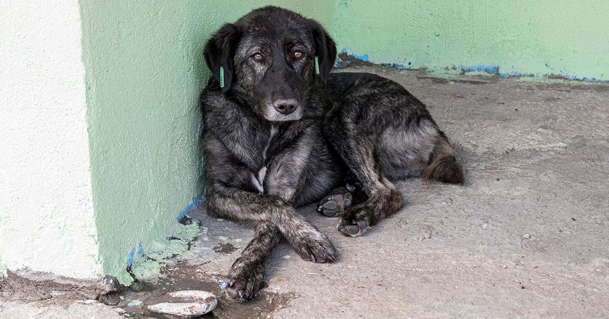 Tierheimsponsoring unterstützt Tierheime nachhaltig