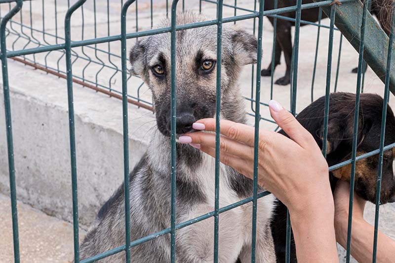 Tierheimsponsoring – eine außergewöhnliche und hilfreiche Idee