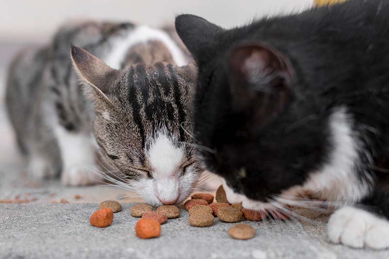Tierheimsponsoring – eine außergewöhnliche und hilfreiche Idee