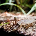 Tierheimsponsoring: Tierheimen helfen, indem die Futterkosten übernommen werden