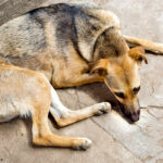 Tierheimsponsoring-Tierheimsponsoring-Das-heimische-Wunschtierheim-unterstuetzen-01.jpg