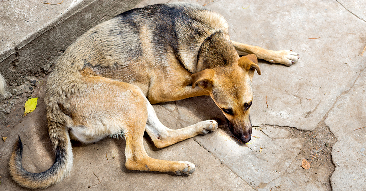Tierheimsponsoring-Tierheimsponsoring-Das-heimische-Wunschtierheim-unterstuetzen-01.jpg